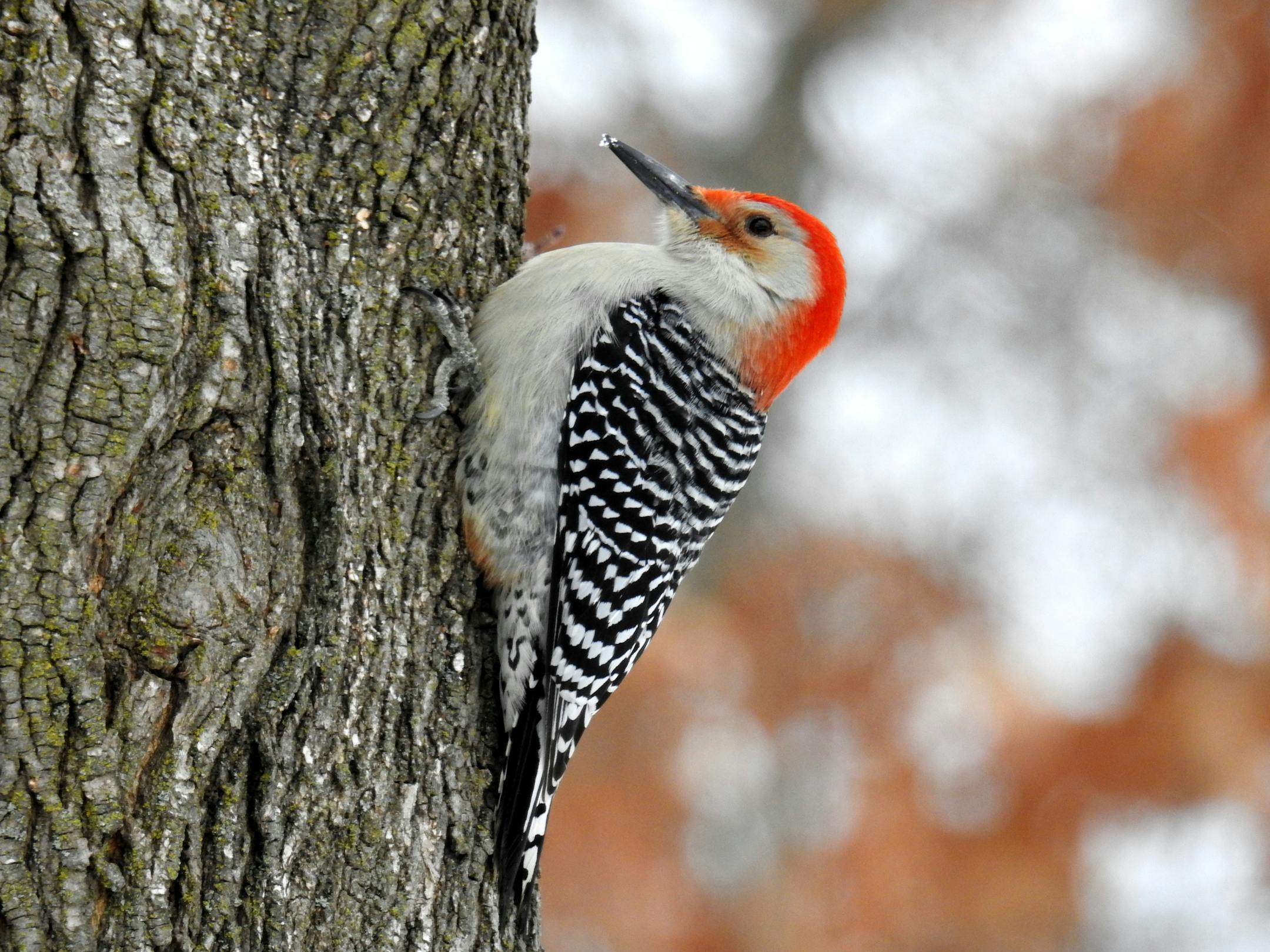 A red-bellied woodpecker perches on the side of a tree.