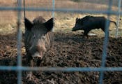 In 2016, hogs genetically similar to wild hogs, like the two seen above captured in rural Washington County, Mo., found in the southwestern U.S. were 