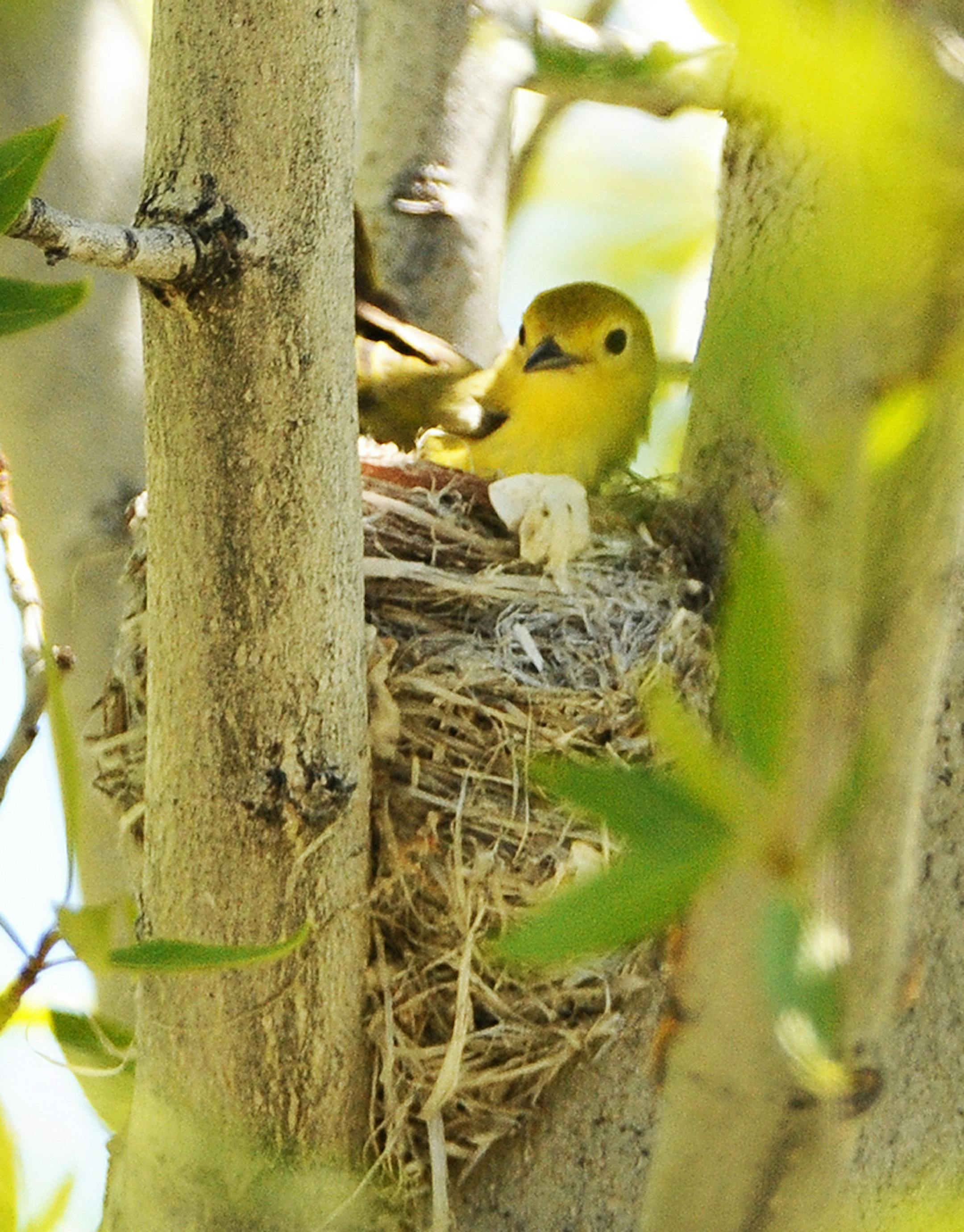 Credit: Jim Williams In Focus: A yellow warbler in its nest