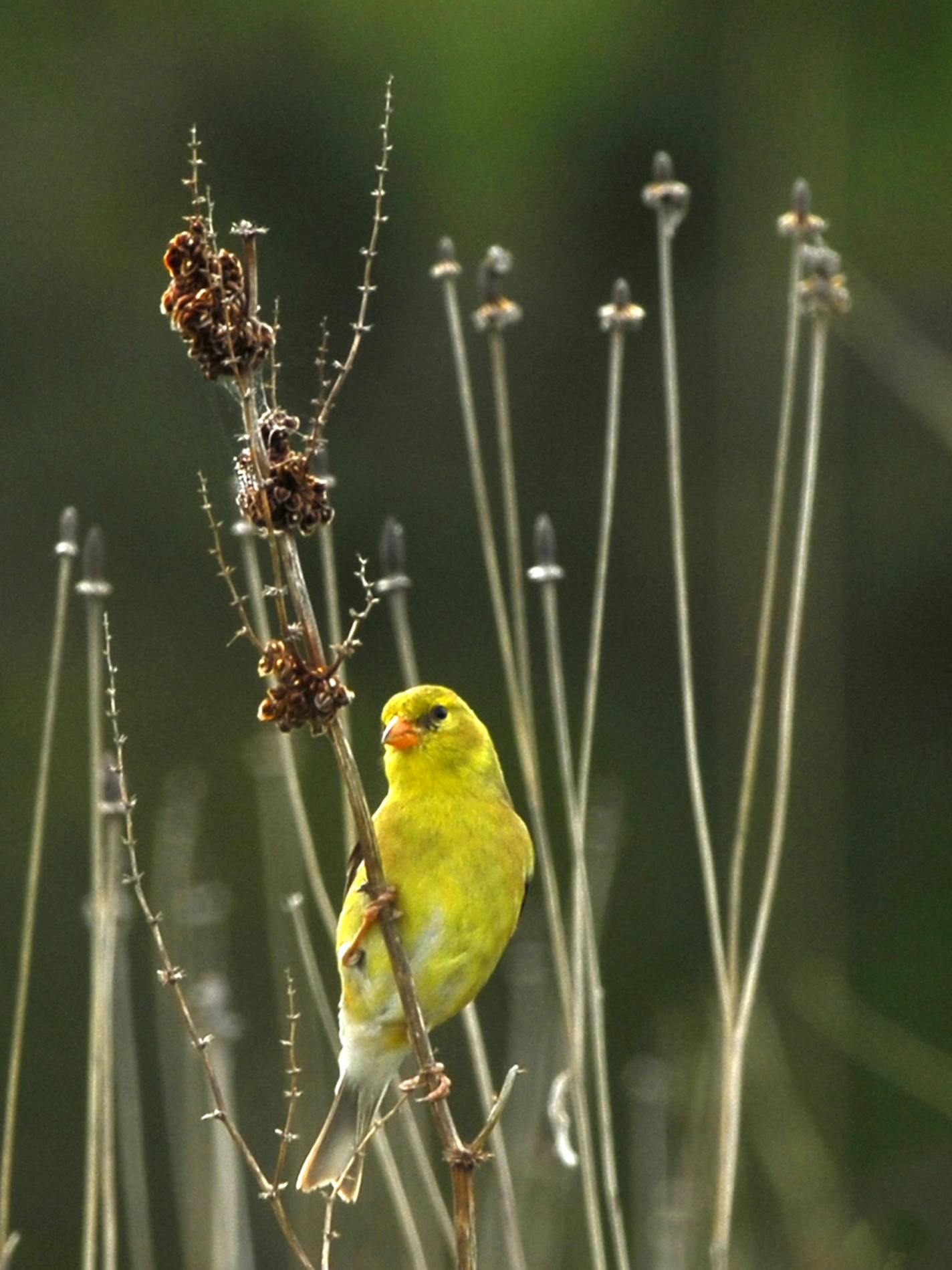 A goldfinch appreciates that this gardener left plant stalks standing.
credit: Jim Williams