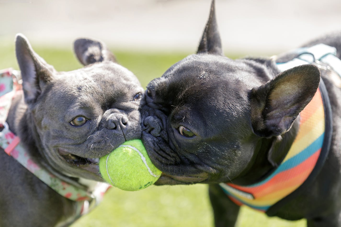 Dogs who live together can still play together. But the CDC recommends avoiding dog parks.