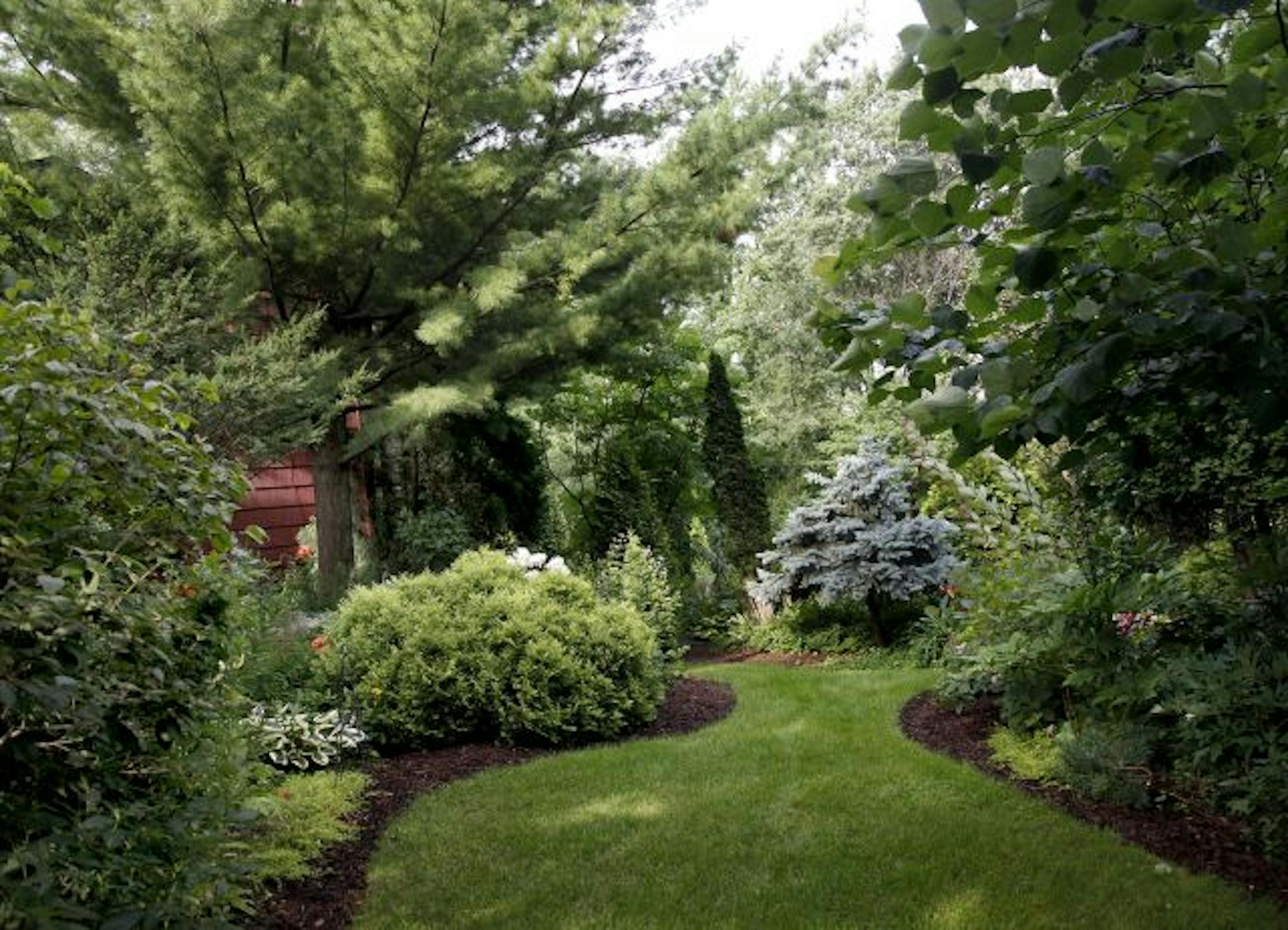 A few small swaths of grass provide a nice contrast to the evergreens and perennials in Glenn Ray's Minnetonka yard.