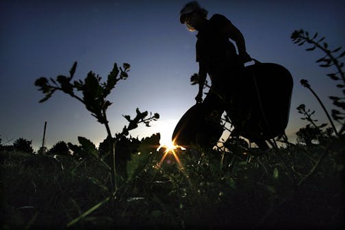 JIM GEHRZ � jgehrz@startribune.com Oakdale/August 27, 2009/7:00 PM Betty Erickson, Maplewood, cleaned up the garden after an evening of harvest at the Guardian Angels Catholic Church parish food shelf garden. Volunteers harvest about 10,000 pounds of produce every year and donate it to food shelves and the Loaves and Fishes dinner.