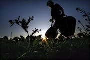 JIM GEHRZ � jgehrz@startribune.com Oakdale/August 27, 2009/7:00 PM Betty Erickson, Maplewood, cleaned up the garden after an evening of harvest at t
