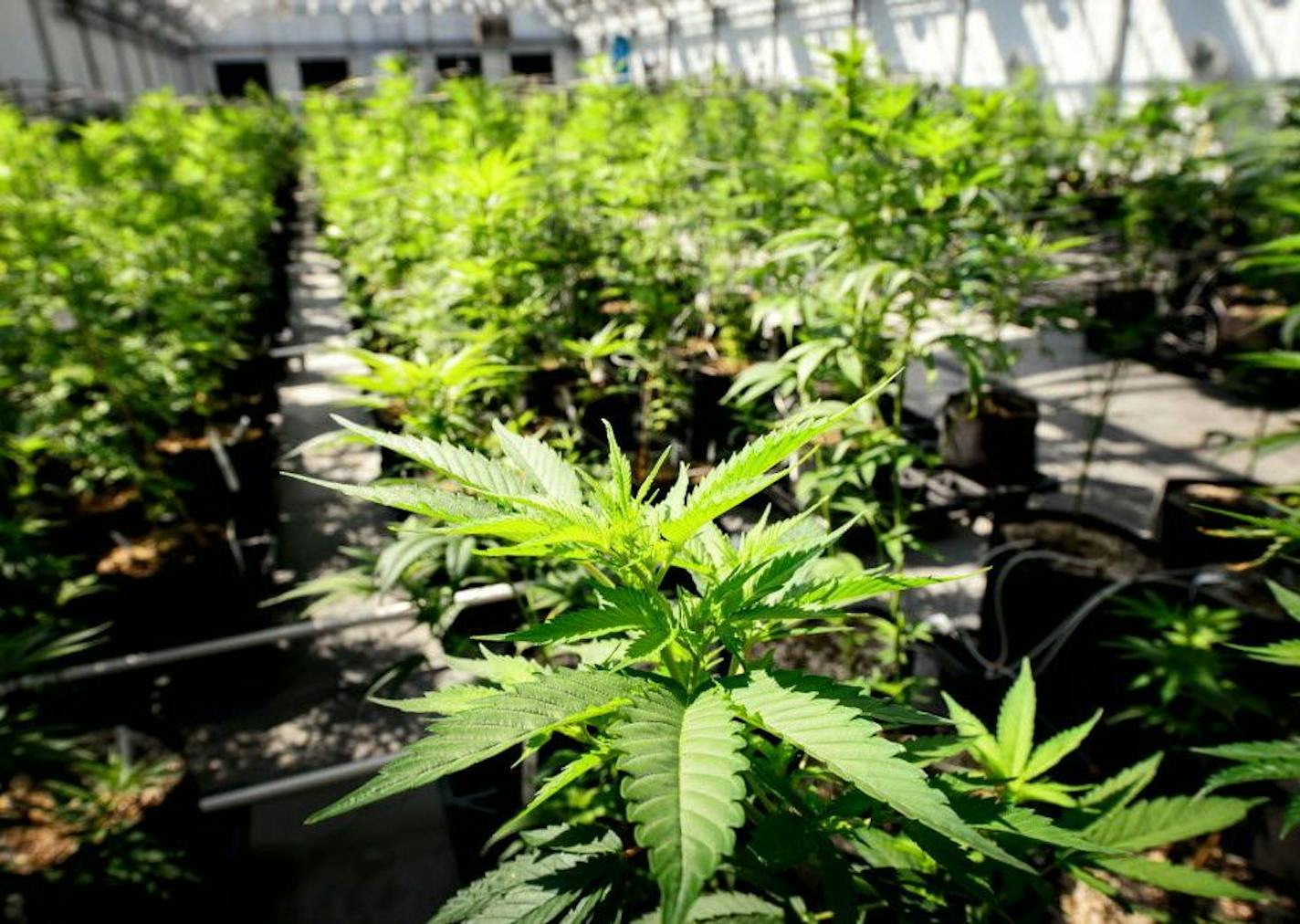 Young cannabis plants in the Otsego greenhouses of Minnesota Medical Solutions.