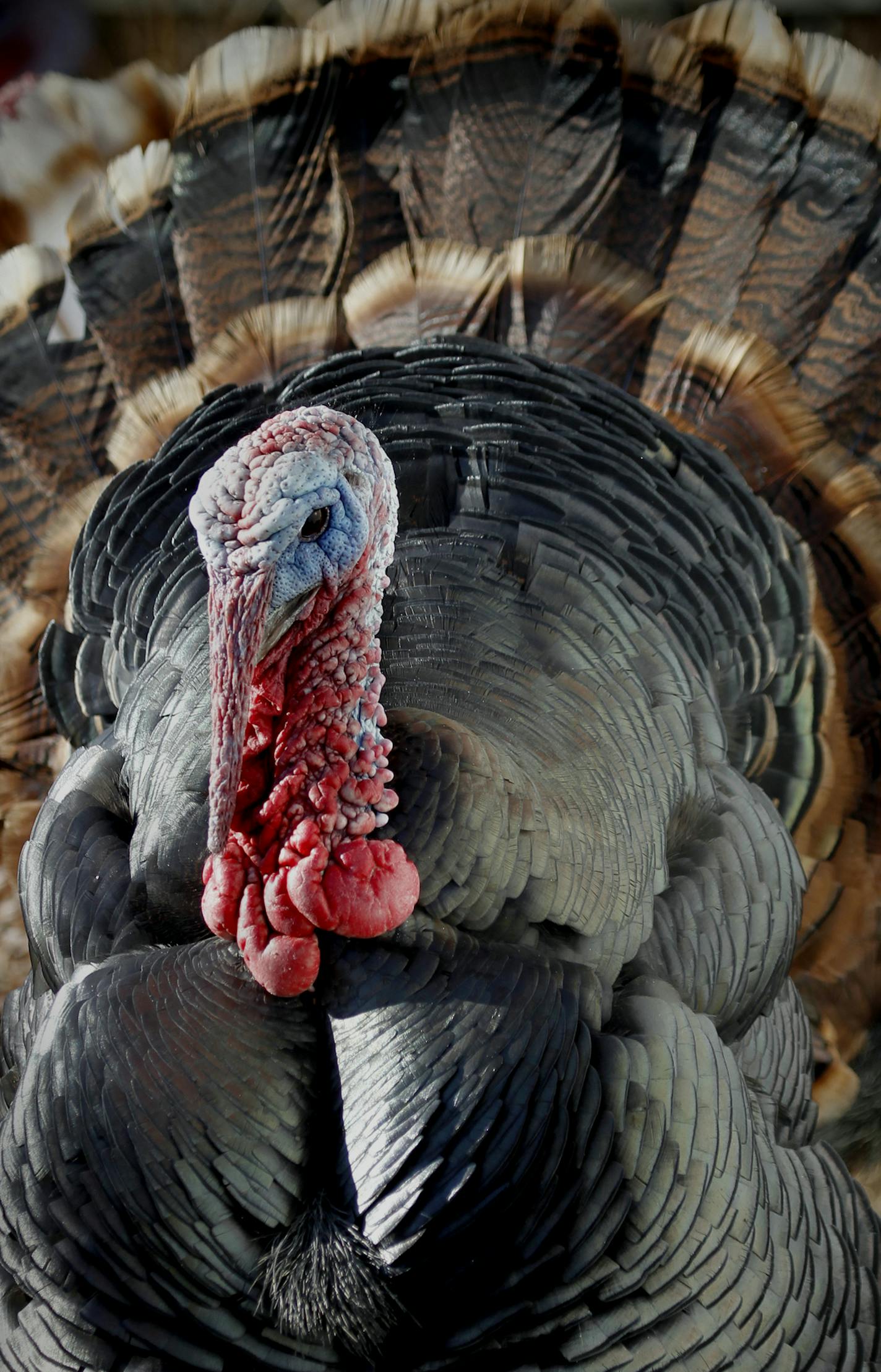 The Heritage Turkey from the, Blue Gentian farm, near New Richmond Wisconson. [ TOM WALLACE &#xef; twallace@startribune.com _ Assignment _#20020426A__November 3, 2011 _ SLUG: turkey1110_ EXTRA INFORMATION: Name CQ by internet, CONTACT INFORMATION. Blue Gentian Farm Renee & Darryle Powers 1990 Highway 46. New Richmond, WI 54017 715-781-8169 info@bluegentianfarm. com ORG XMIT: MIN2015041716043343