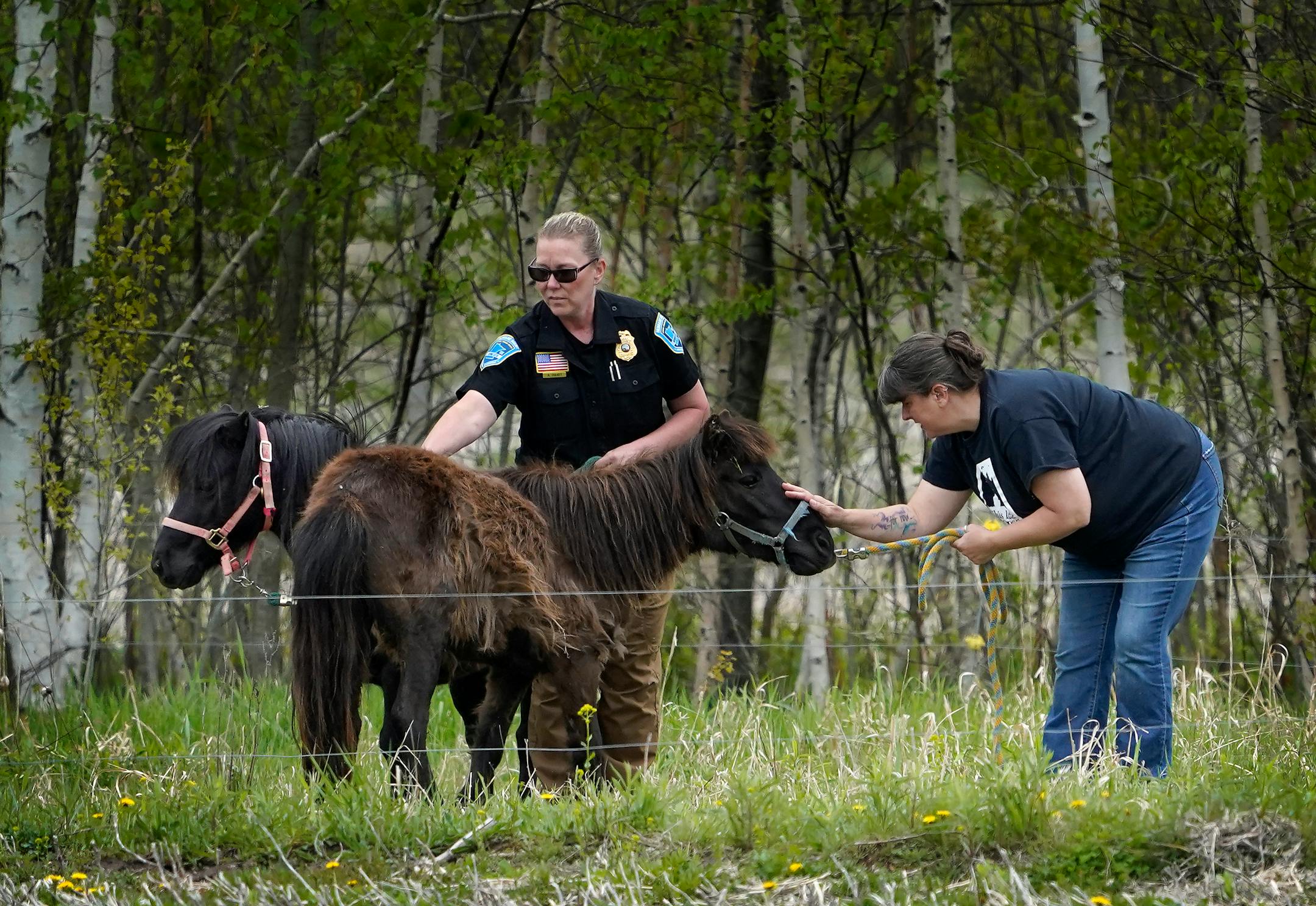 Animal Human Society agent Amanda Oquist, left, and  Brenda Teter from This Old Horse, look over two Shetland ponies, that were surrendered after the owner was no longer able to take care of them Thursday, May 19, 2022, near Finlayson, Minn. The mother and daughter ponies were eventually loaded into a trailer and taken to This Old Horse in Hastings to be nursed back to health, including having their hooves trimmed.  Oquist, a former law enforcement officer,  investigates cases of animal maltreatment in northern Minnesota.