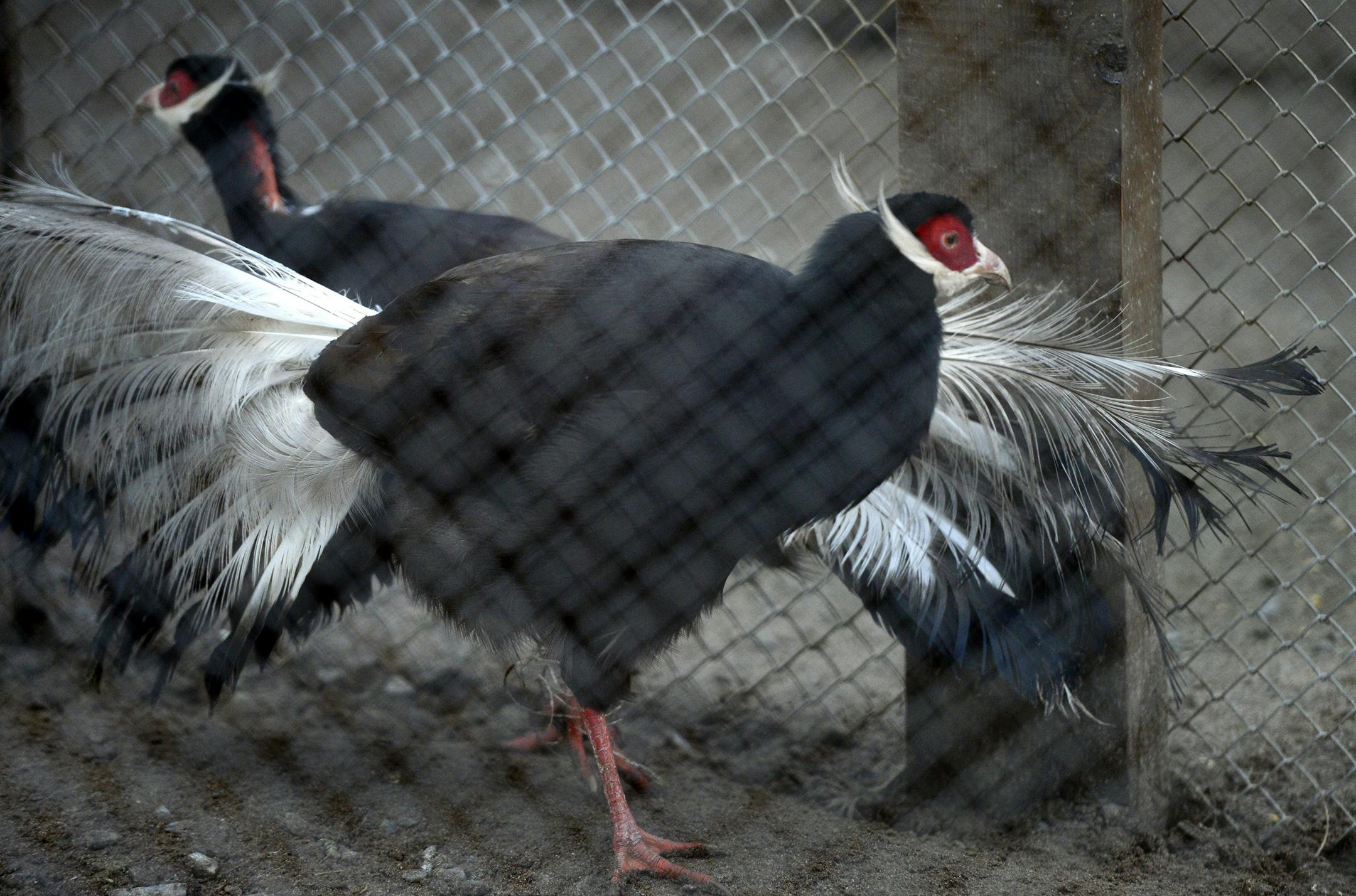 Birds in a cage at the residence of the ousted Ukrainian president Viktor Yanukovych.