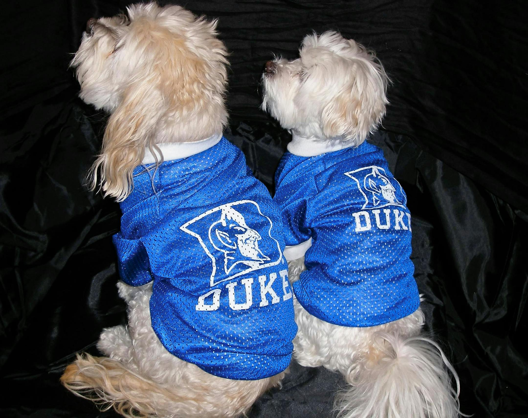 Sue Luse, Eagan
Penny and Lily cheering on their favorite team.