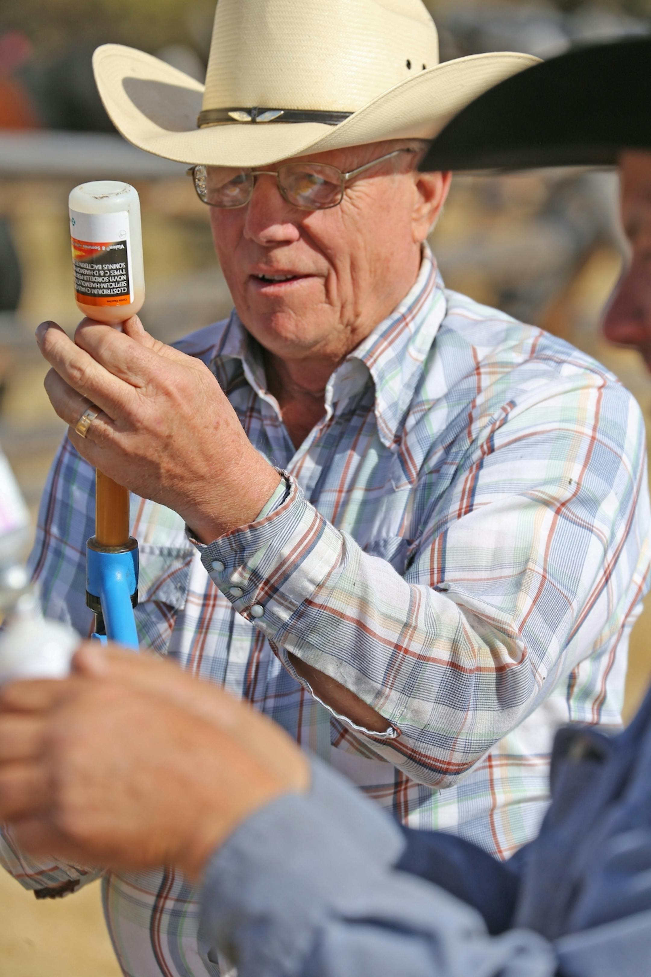 Jim Highum of Evansville, Minn., 70, has been traveling to Montana since he was a teenager to work in the summer haying season on the Peterson ranch near Wisdom Mont., and to help gather cows on horseback during the fall roundup. Here he prepares to vaccinate calves after they are run into a chute. The animals with their mothers were gathered in the nearby mountains and driven to a valley below for the winter.