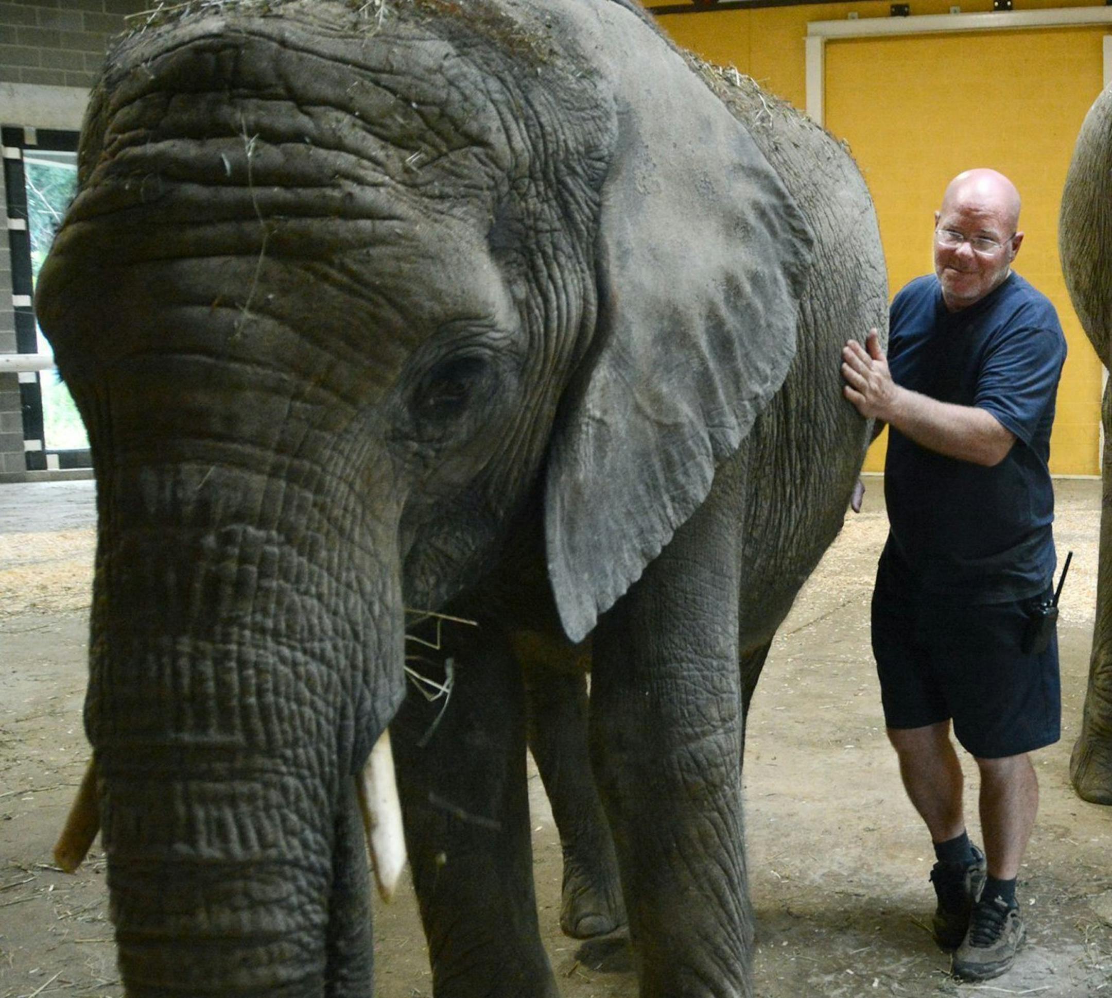 Joined by elephants Zuri, left, and her sister Victoria, Willie Theison, Elephant program manager at the Pittsburgh Zoo & PPG Aquarium, talks on August 11, 2014, about the need for stronger anti-poaching laws for elephants. Because of the increasing demand for ivory, Theison said elephants are being killed at a rate of 96 per day. (Nate Guidry/Pittsburgh Post-Gazette/MCT) ORG XMIT: 1156214