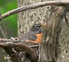 Photos by Jim Williams
1. An American robin sits on the nest for about two weeks before eggs hatch.