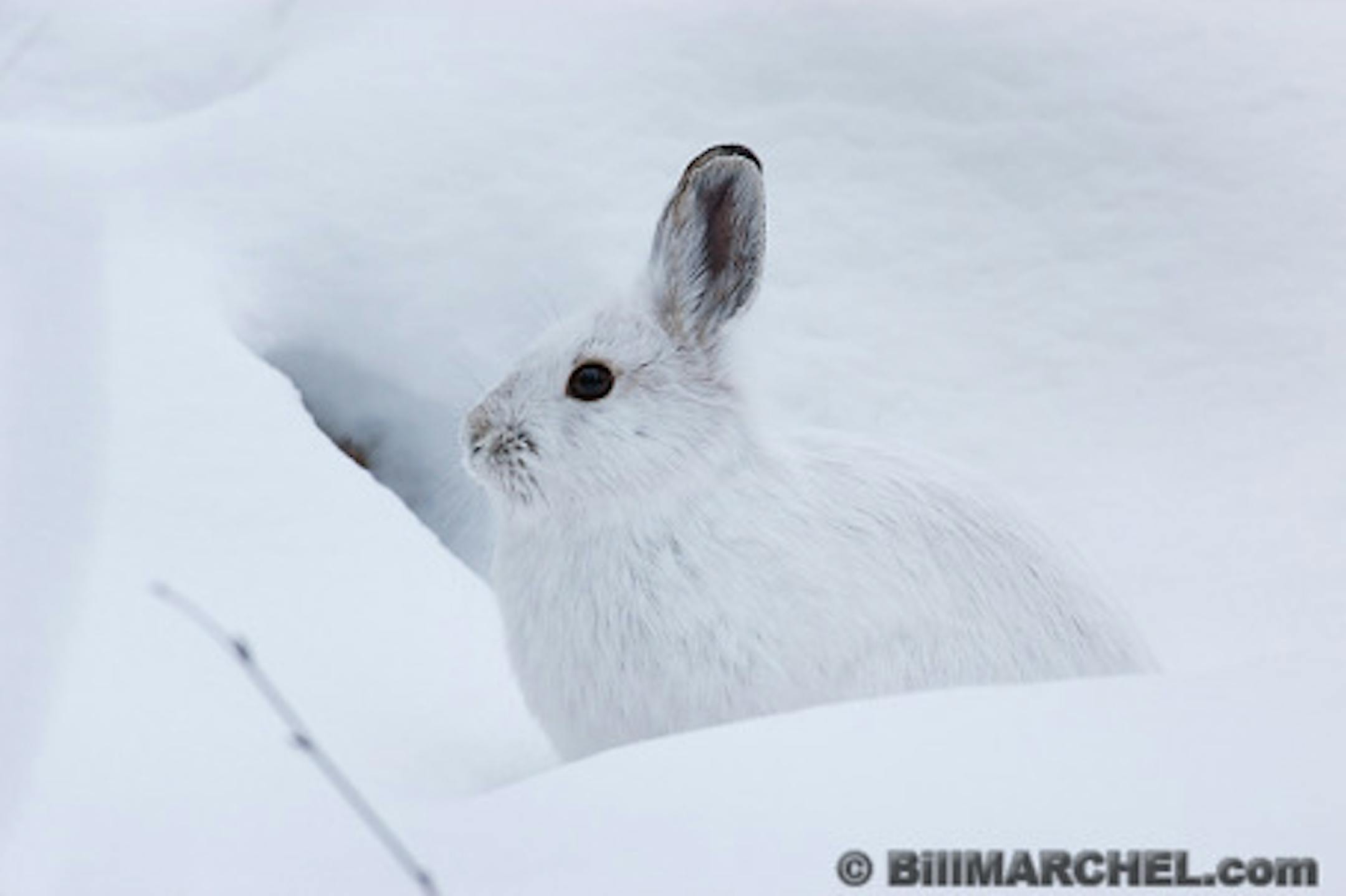 01070-018.15 Snowshoe Hare (DIGITAL) shows remarkable crytic coloration as it sits in snow in forest typical of species. H4L1