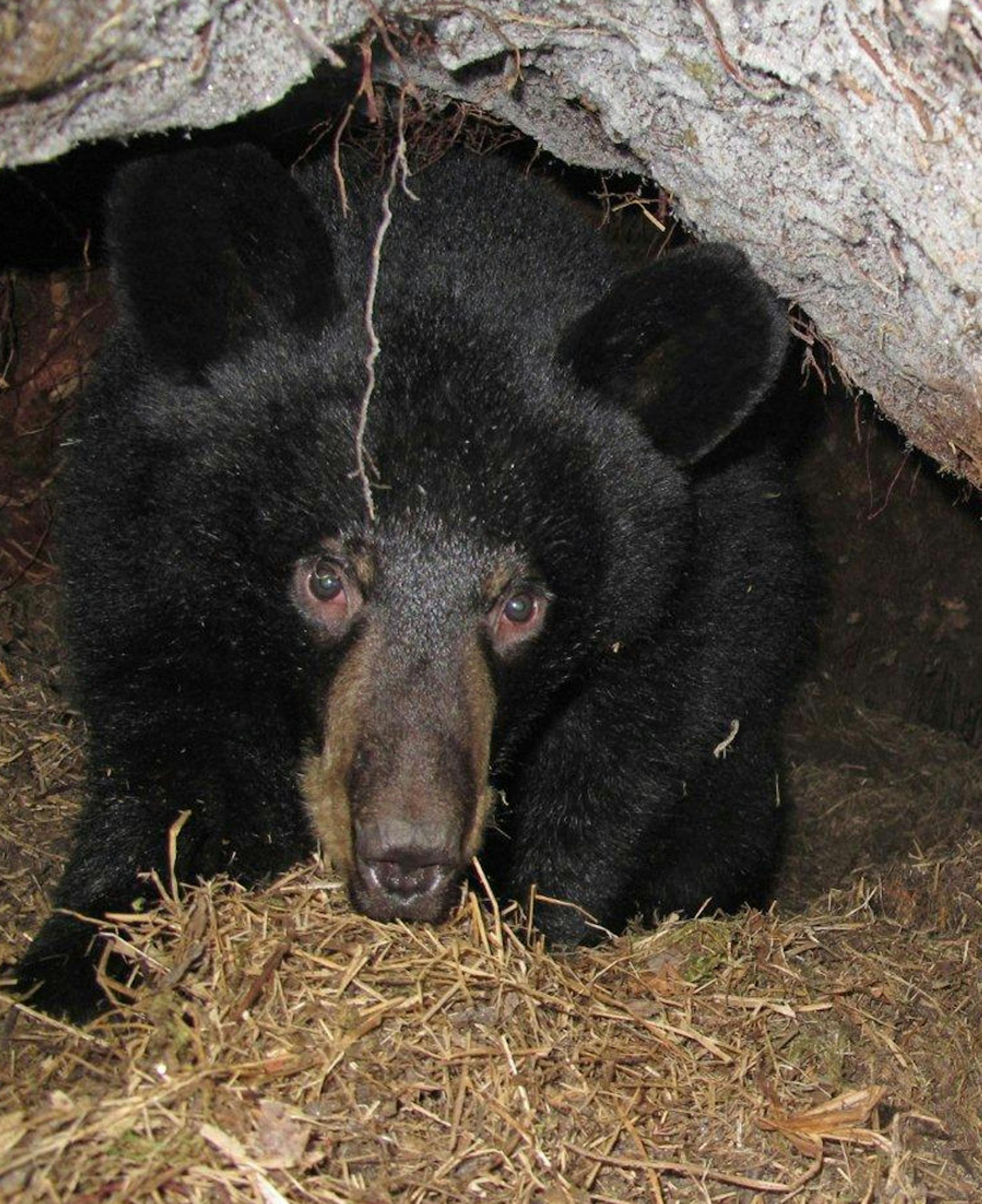 "Hope,'' the yearling black bear cub made famouse when she was born to her mother "Lily'' last winter in a birth broadcast over the Internet, is shown here in the den she is sharing in a cedar swamp with her mother this winter near Ely. Ely bear researcher Lynn Rogers is unsure how Hope will react when, as expected, Lily gives birth perhaps this week to as many as three and perhaps even four cubs. ORG XMIT: MIN2013072918013885