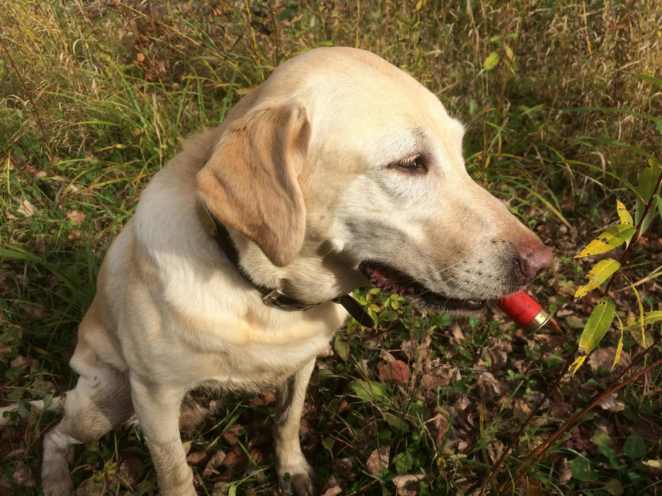 Bailey retrieves hulls from the field.