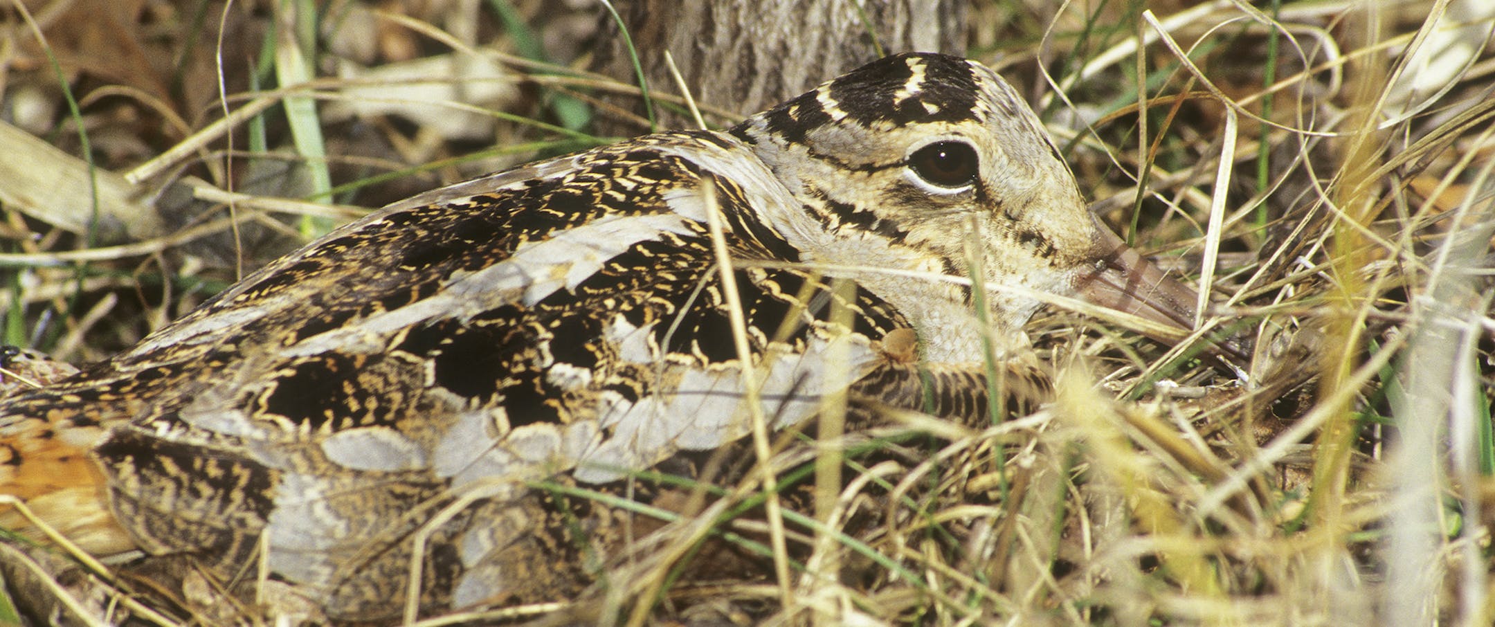 DO NOT USE! ONE-TIME USE WITH BILL MARCHEL COPY ONLY! Photo by Bill Marchel. Much to the delight of hunters, the remarkably cryptic woodcock will hold tight for even novice pointing dogs.