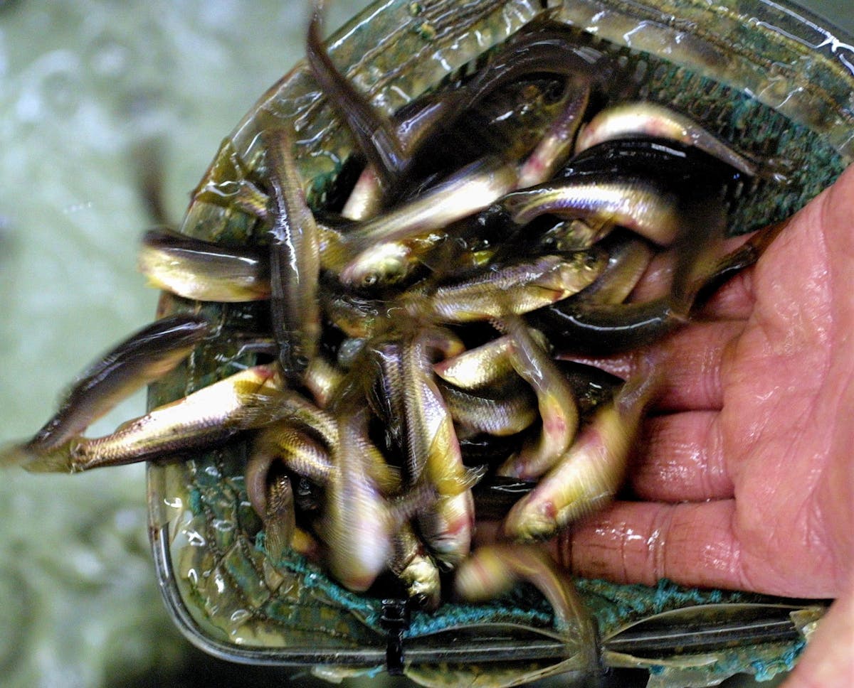 Minnows and leeches could be in short supply at the beginning of Minnesota's fishing season because of the late spring. Shown here are fathead minnows