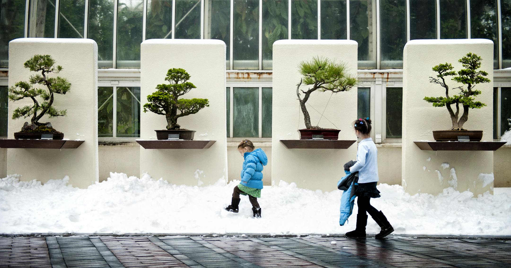 Rowan, 2, and Nona McFarland, 5, walked around the outdoors display of evergreen bonsais during the grand opening of the The Ordway Gardens, a 2.8 million dollar building and landscape addition which includes 2,267 square feet of glass-enclosed interpretative exhibit and display space, and a 2,850 square foot outdoor terrace. The new wing enables the Conservatory's nationally-acclaimed Bonsai collection to be exhibited year-round. Both the pavilion and terrace provides year-round views into the