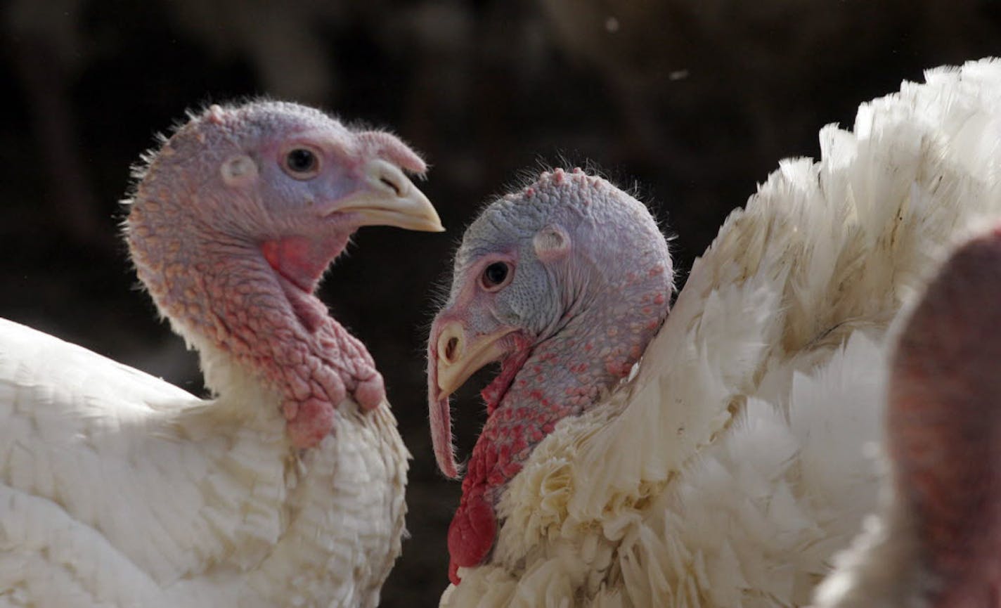 Minnesota turkeys, in Rosemount.