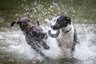 With her camera running, Tula, right of center, played with other dogs in a pond at the Battle Creek Off-Leash Dog Park in Maplewood Tuesday afternoon