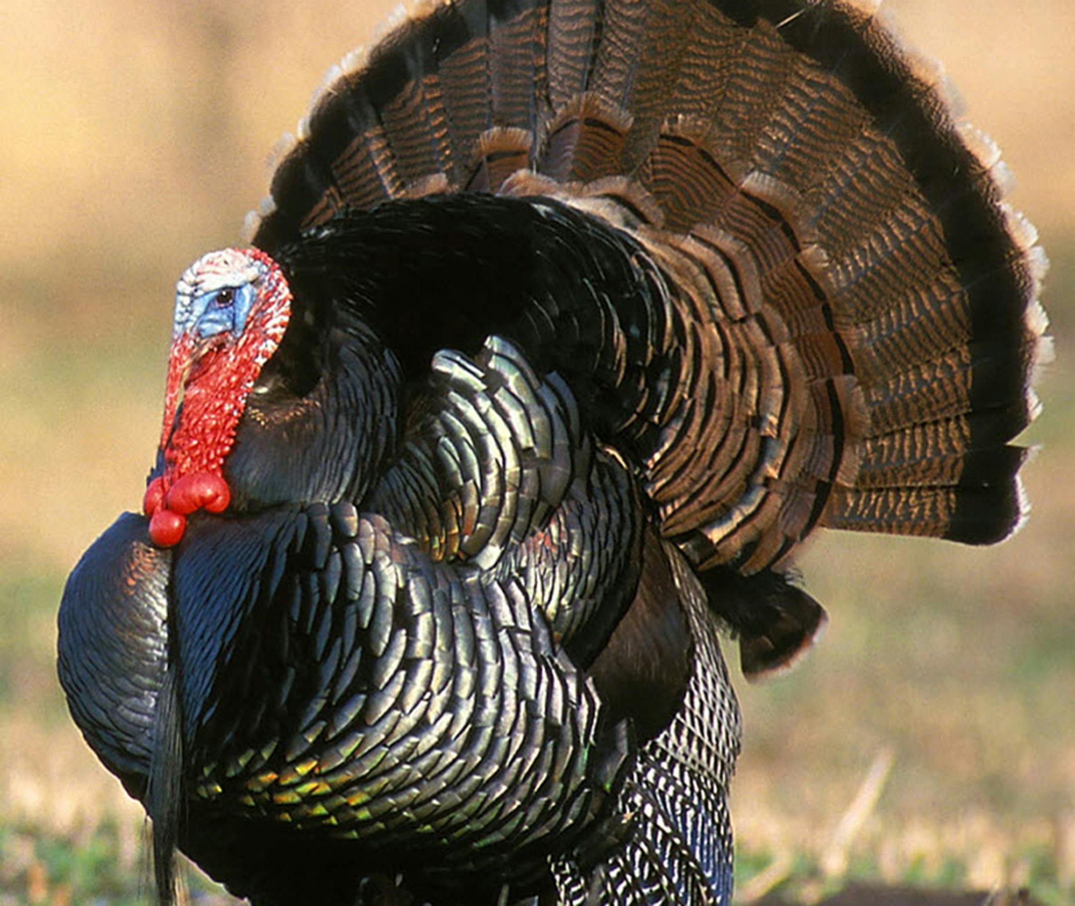 The tom wild turkey will be sought after at the first ever Governor's Turkey Opener.
