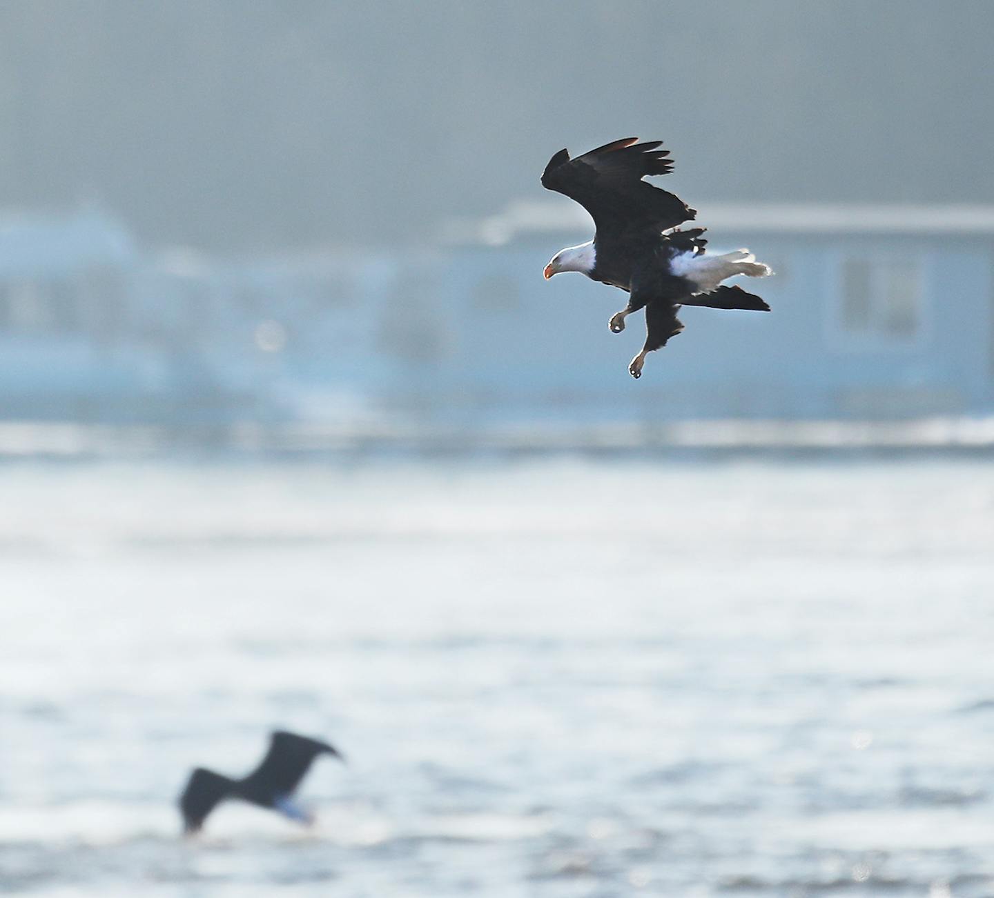 Bald eagles congregate near an open stretch of the Mississippi River, below Lock and Dam No. 4 Saturday in Alma. Eagle populations have improved following the ban of DDT.