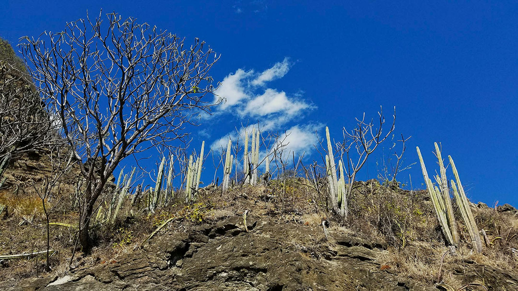 Cacti and trees grew against a bright blue sky on a cliffside by the beach at Playa Maderas, Nicaragua.