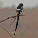 The African magpie shrike is black and white with a dark beak and a long tail.