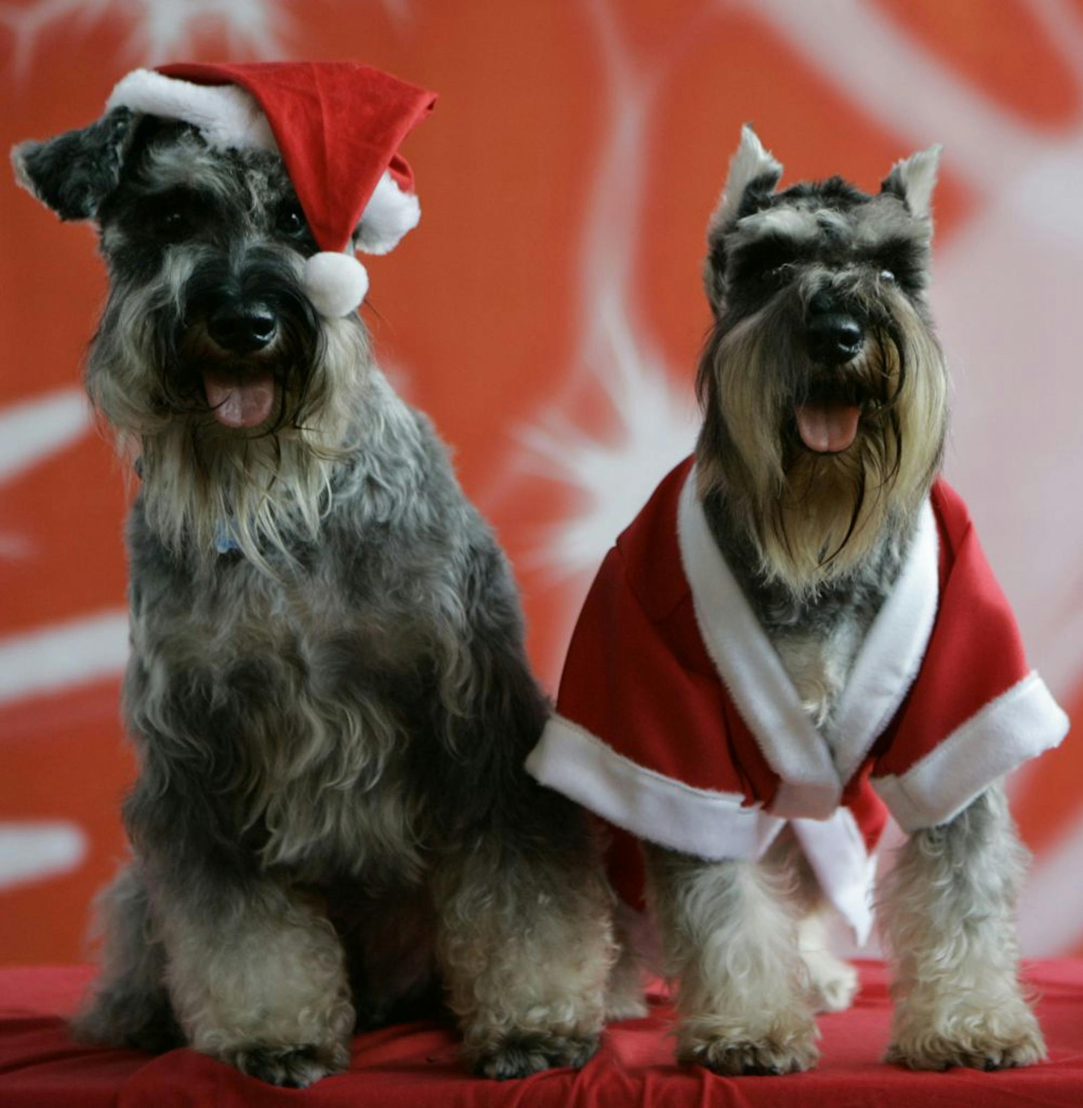 Bacchus, left, and Irish, both Schnauzer dogs, dressed in a Santa Claus outfit, pose during a fundraising event in suburban Manila, Philippines, on Sunday, Dec. 14, 2008. The event is aimed to help an animal rehabilitation center for over 500 dogs and cats which were said to have been rescued from cruelty or neglect.