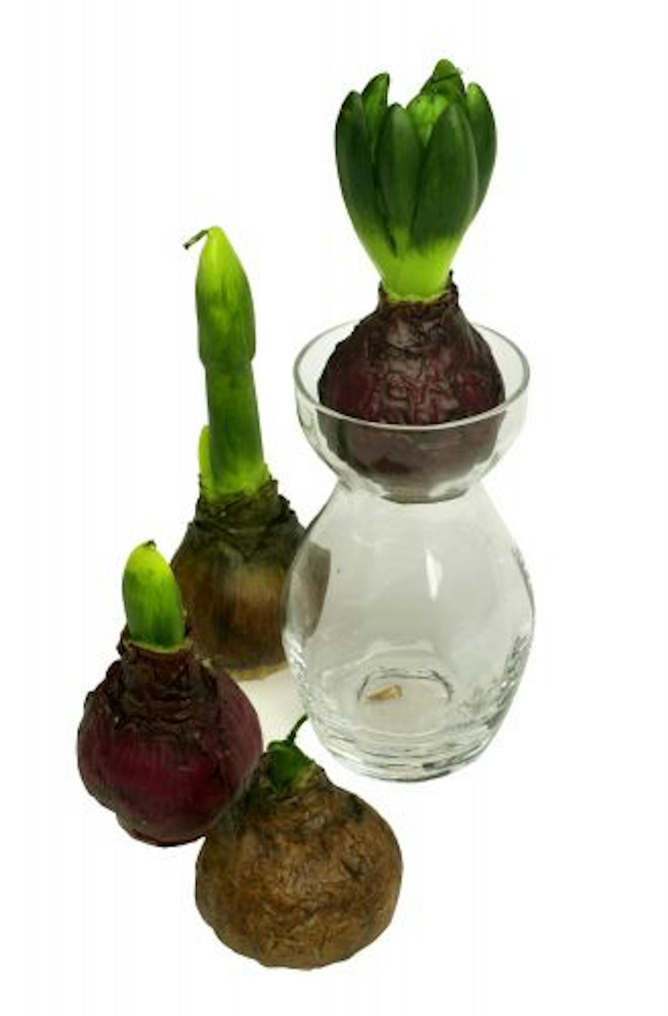 Just in time for spring table settings: candles that mimic flowering bulbs