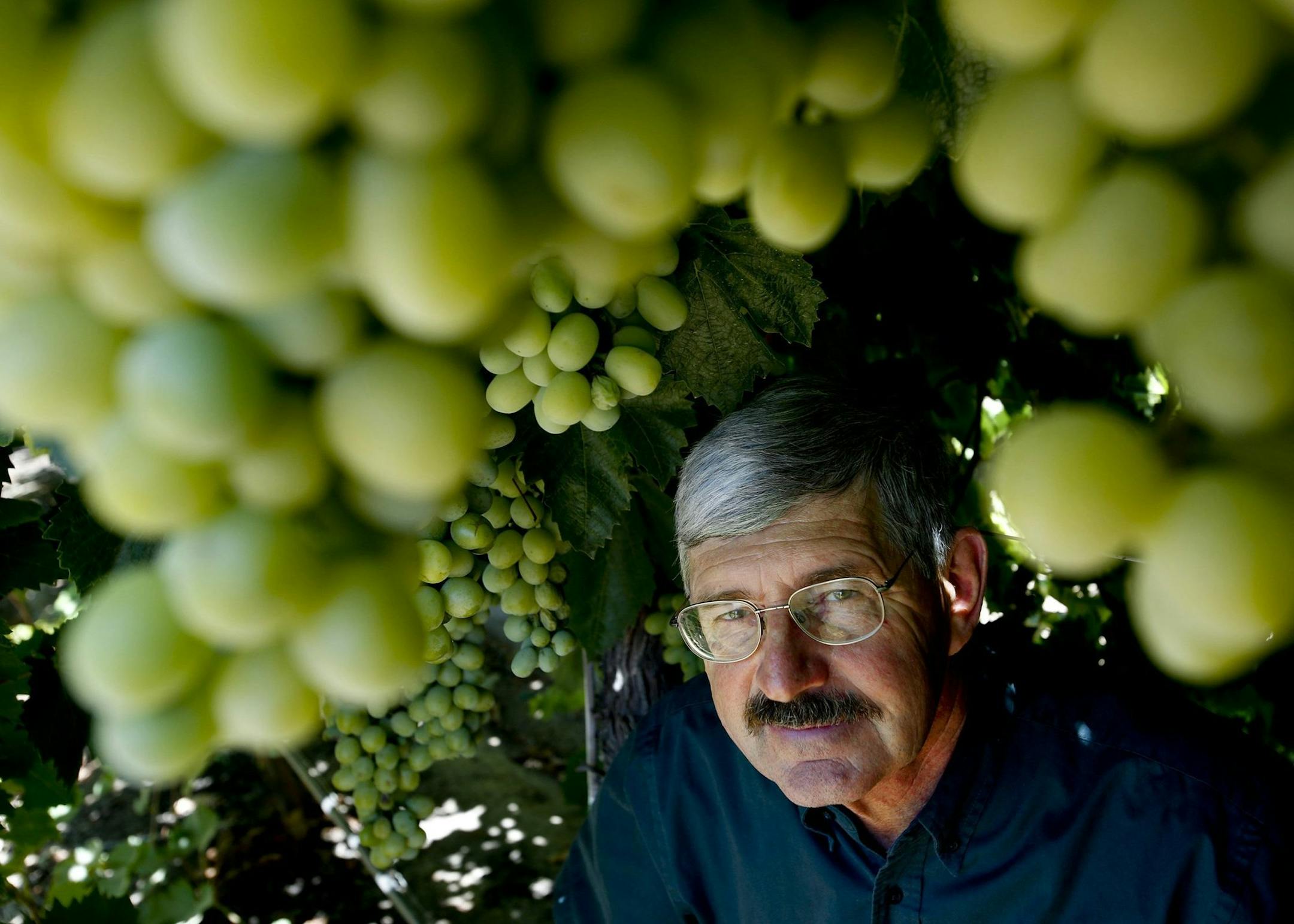 Geneticist David Cain with the Cotton Candy Grape at International Fruit Genetics. Cain spearheads the Delano, California, facility, marrying select traits across thousands of nameless trial grapes, seeking varieties that pack enough sugar to capture consumer tastes. "Weíre competing against candy bars and cookies," he said. (Anne Cusack/Los Angeles Times/MCT) ORG XMIT: 1141782