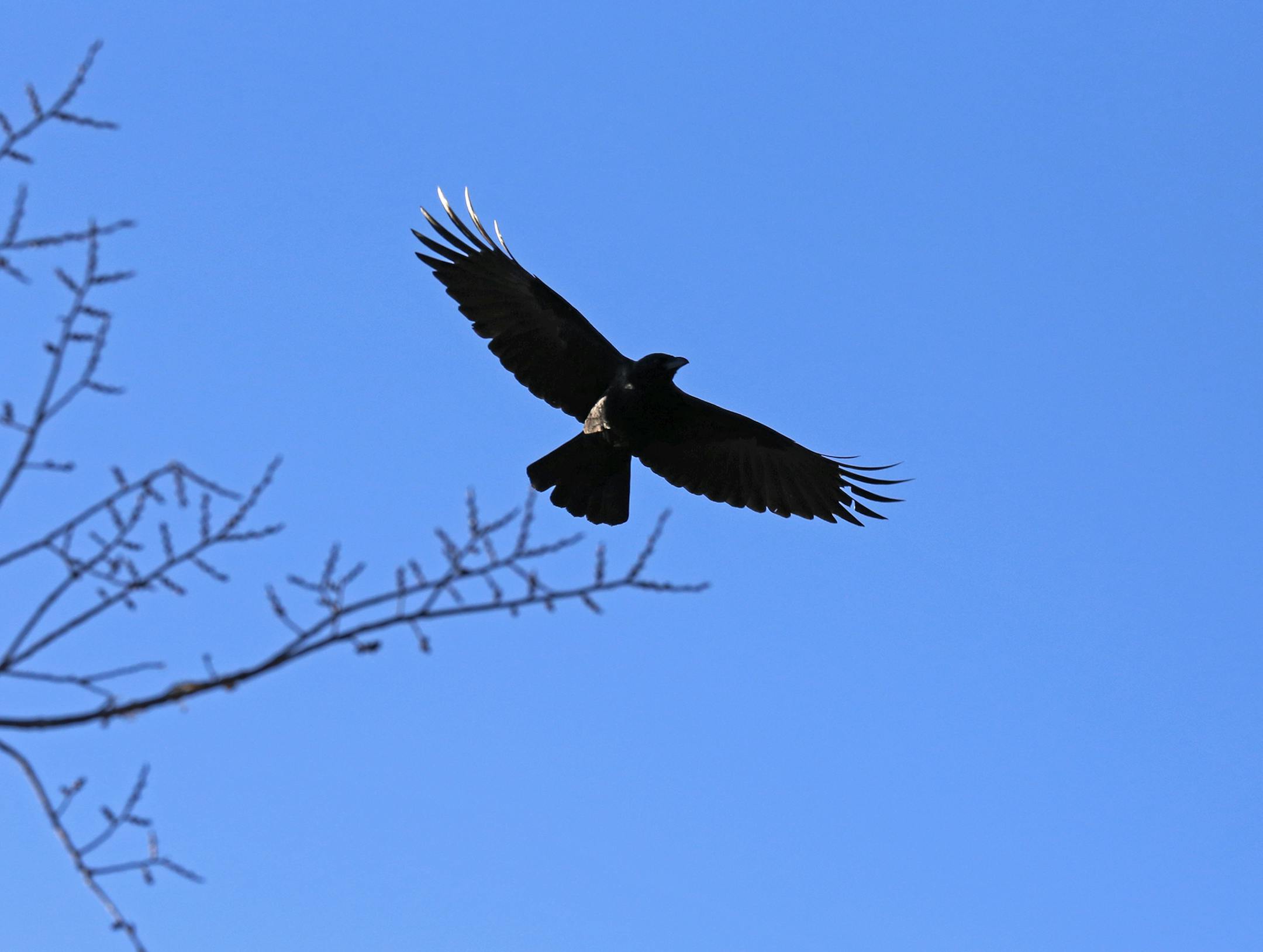 A crow flew over hunters in southern Minnesota, brought close by decoys and a call.