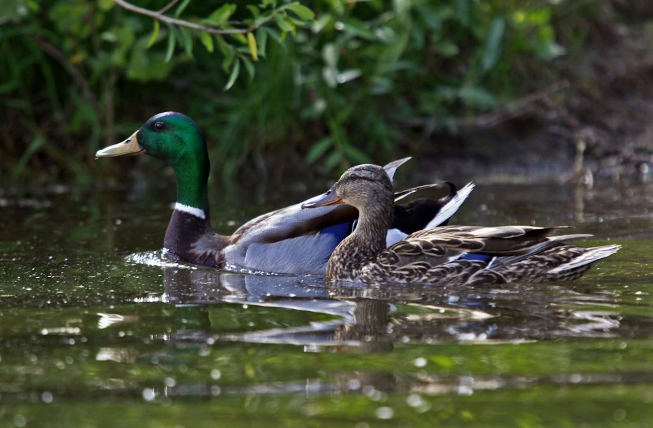 Ducks find the quiet waters, reeds and lily pads to their liking.