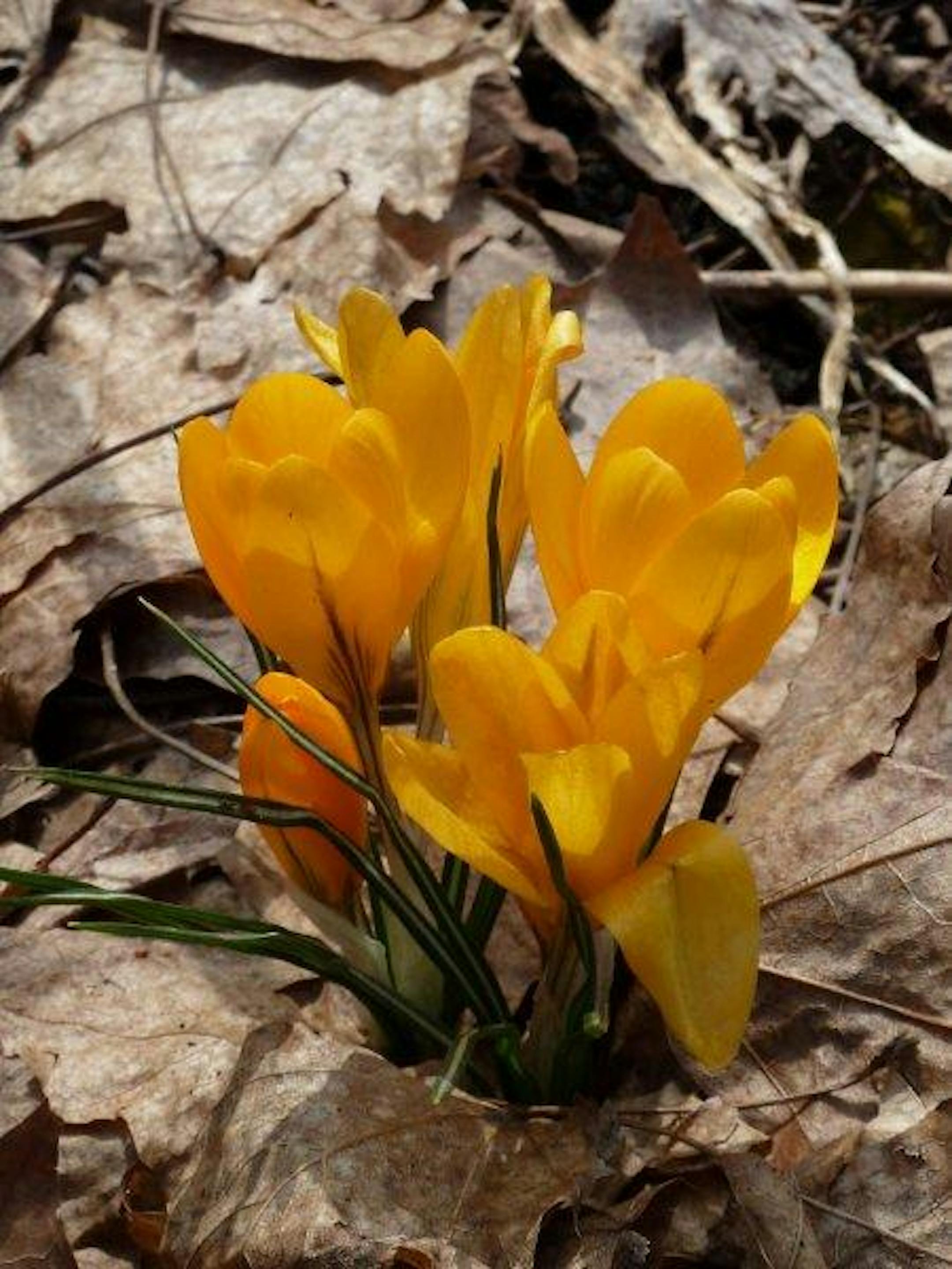 Crocus