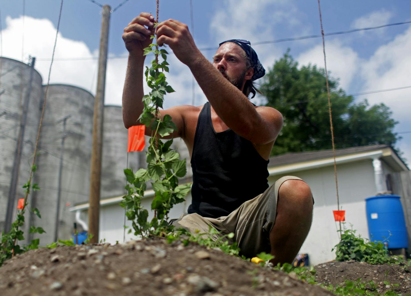 Chris Andrejka wraps the hops vines around twine to train the plant to grow vertically at the Community Hops garden at the corner of E. 38th St. and Dight. ] MONICA HERNDON monica.herndon@startribune.com Minneapolis, MN 07/6/2014