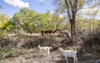 The Sandia Pueblo Tribe brought a herd of goats to help clear potentially dangerous wildfire fuel. Minesh Bacrania / High Country News
