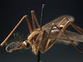 A Culex pipien mosquito specimen in the insect collection at the Field Museum shows the type of mosquito that carries the West Nile virus. 