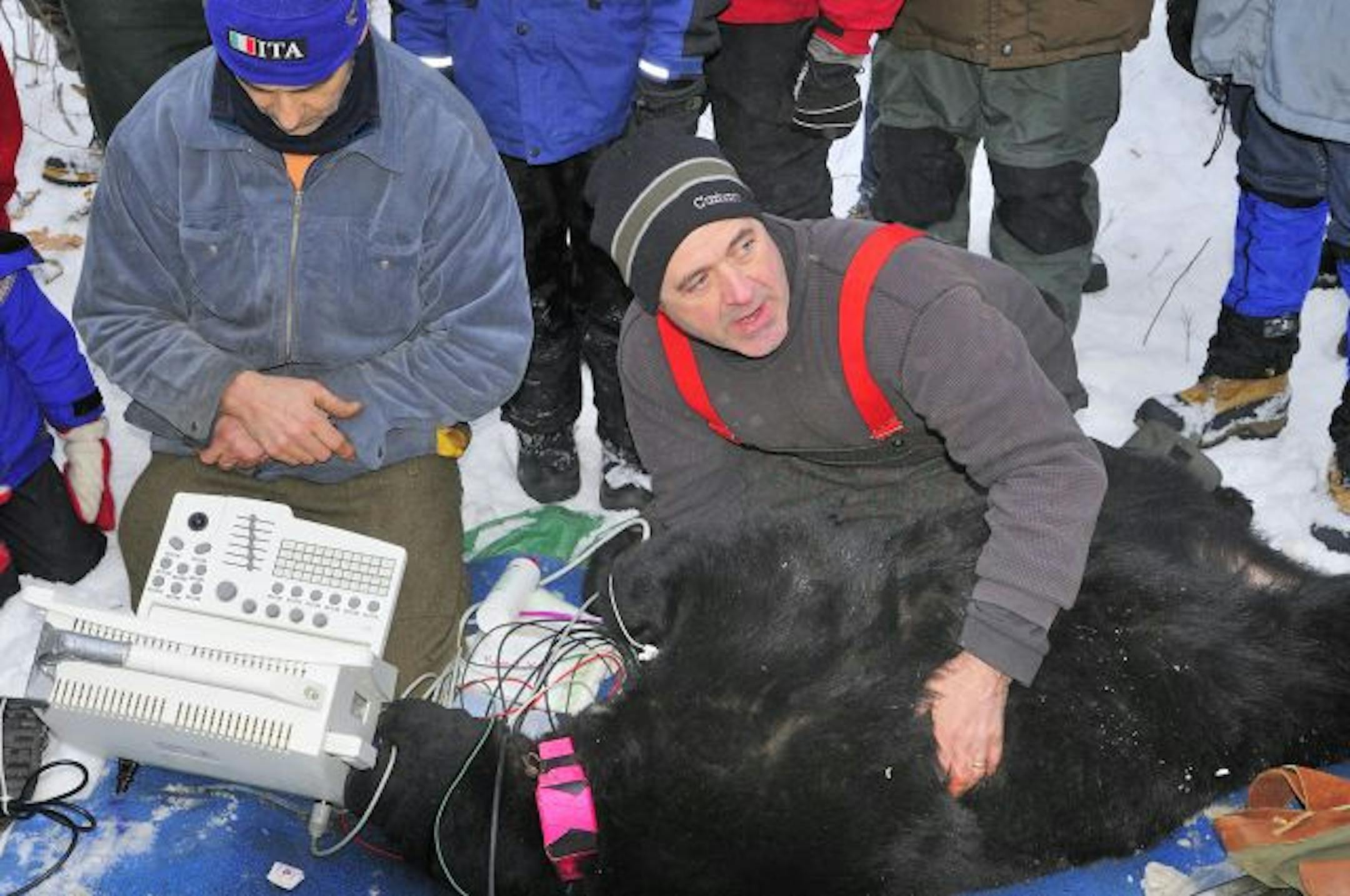Last Thursday Paul Iaizzo, left, of the University of Minnesota and Medtronic, Inc. and Tim Laske of Medtronic monitor various heart functions of a sedated female black bear. A team of medical professionals worked in conjunction with DNR bear researchers.
