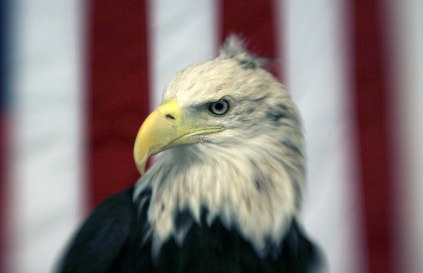 Harriet posed for a portrait in one of the center's classrooms in 2008. She had just finished eating a frozen rabbit. Harriet was known for the unusual tuft on her head, the result of scar tissue.