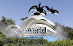 FILE - This Jan. 31, 2017 file photo shows the entrance to Sea World in Orlando, Fla. Shares of SeaWorld, which have been cut in half since coming und
