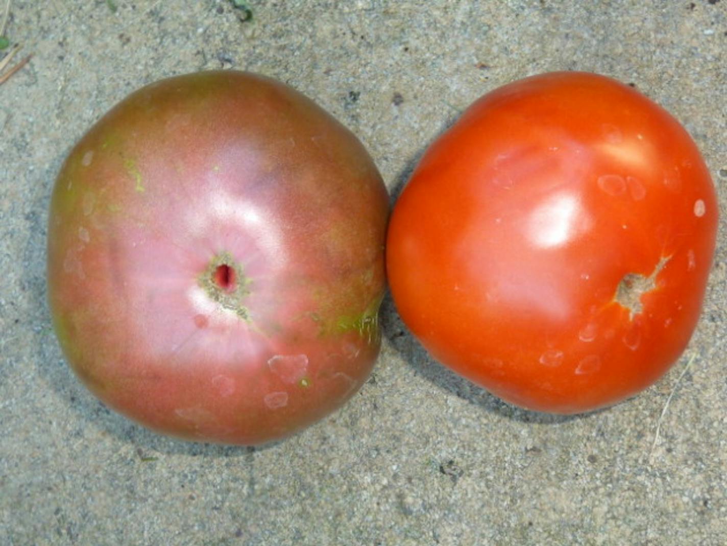 Cherokee Purple & Brandywine Tomatoes