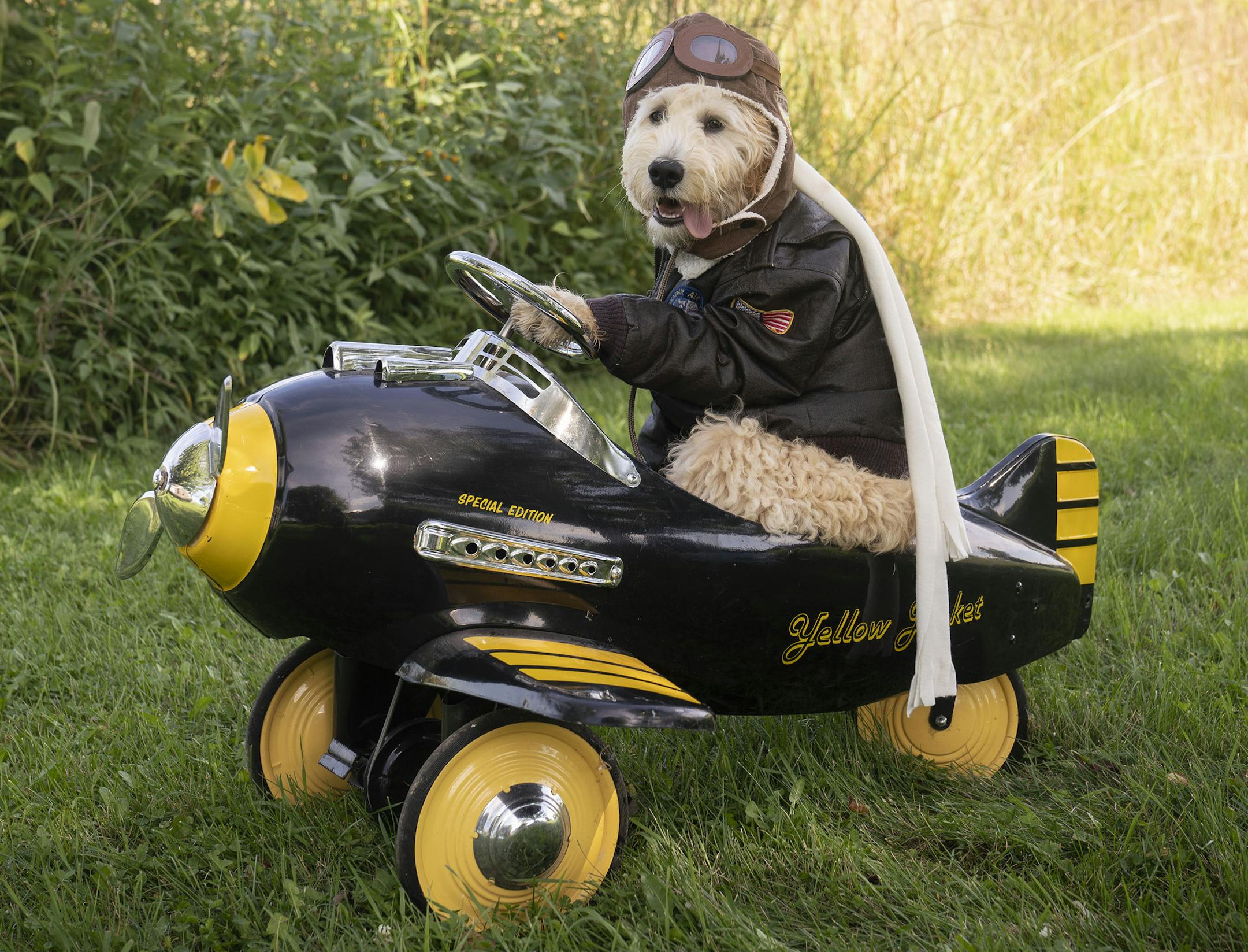Anything goes:
Second place
Pet: Beau
Owner: Larissa Vosejpka, of Prior Lake
Comment: Vosejpka’s mom is a portrait photographer, so Beau ended up in the costume and props normally used to photograph little kids. 2019 Halloween Pet Costume Contest