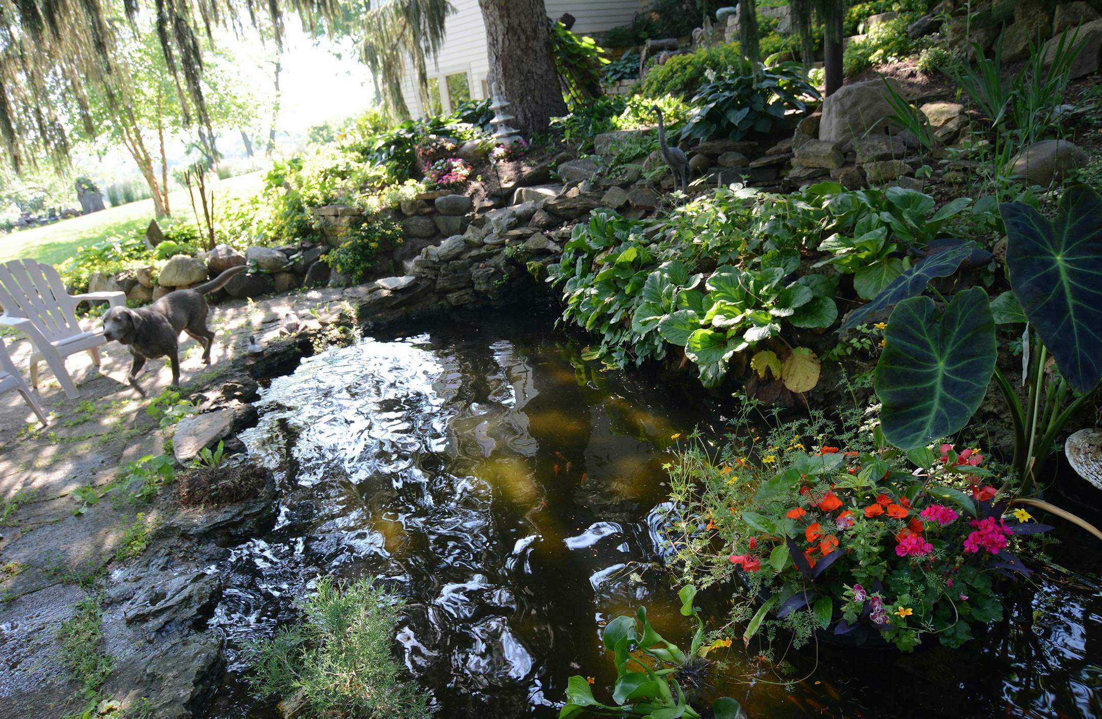 Vickie Coonrod&#xed;s grandfather created this pond on his Hastings property, where she now lives. The water drains down and waters a vegetable garden situated on a terrace below the main lawn. Photo by Liz Rolfsmeier, Special to the Star Tribune