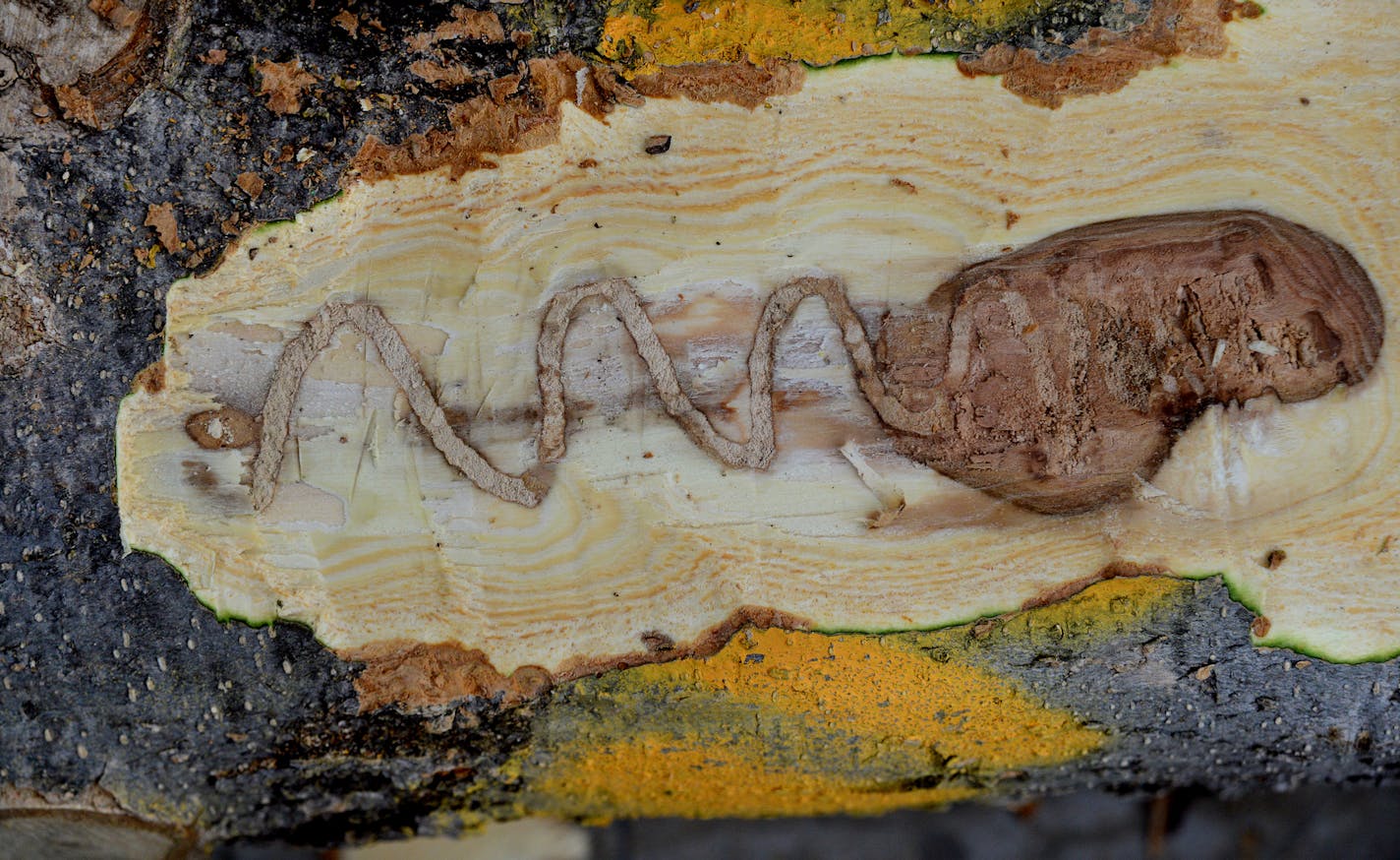 It's supposed to be minus 15 in the Twin Cities Friday morning. Again! But that's not cold enough to kill off invasive plants and bugs, and certainly not native ones. At the US Forest Service lab on the of U of M campus, the Emerald Ash borer is being studied to see how cold effects it's life cycle. Lindsey Christianson is an entomology graduate student who is scrapping black and green ash trees to collect Emerald Ash Borer larvae. ]Richard.Sennott@startribune.com Richard Sennott/Star Tribune. ,