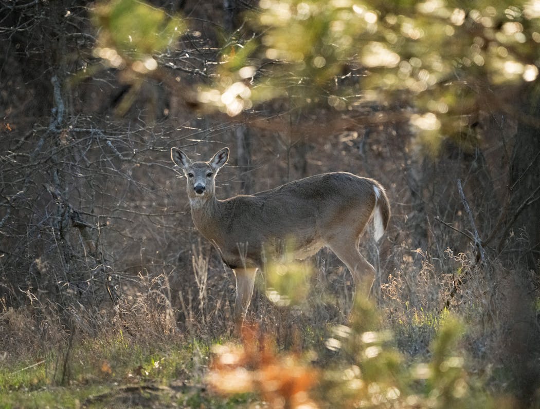 A deer is pictured in Bunker Hills Regional Park in Blaine.
