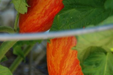 Saving heirloom seeds, like this striped Roman paste tomato, preserves both flavor and history.