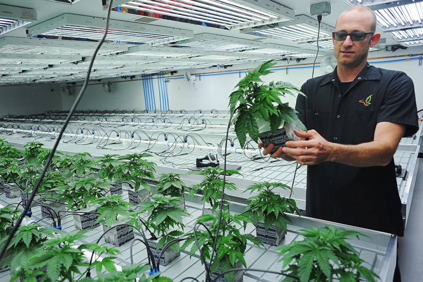 FILE - In this Oct. 16, 2015 file photo, Jonathan Hunt, vice president of Monarch America, Inc., shows a marijuana plant while giving a tour of the Flandreau Santee Sioux Tribe's marijuana growing facility, in Flandreau, S.D. Voters in four states could embrace broad legal marijuana sales on Election Day, setting the stage for a watershed year for the industry that could snowball into neighboring states as well as reshape policy on Capitol Hill. The Nov. 3, 2020, contests will take place in mark