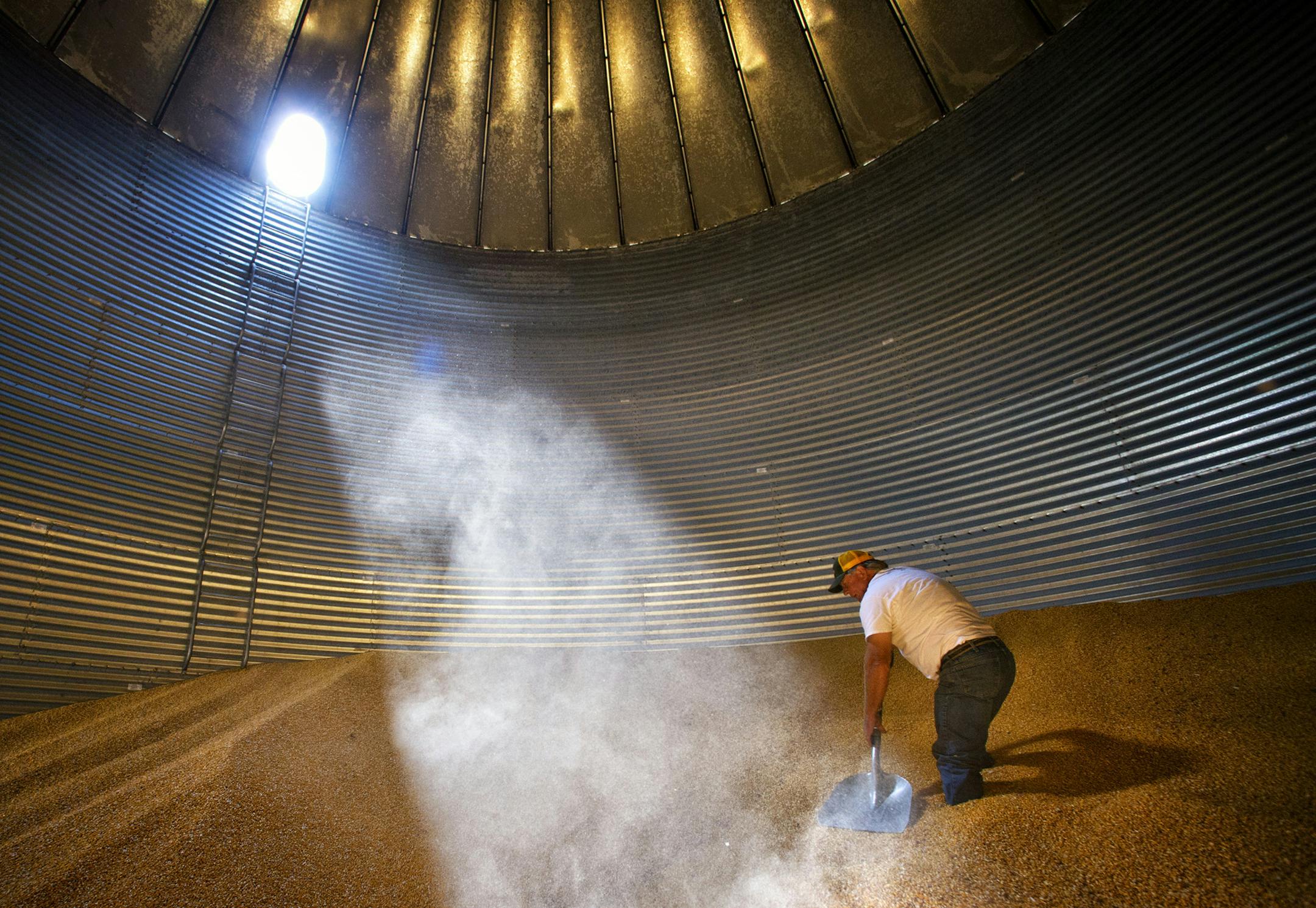 Tom Haag shoveled what remains of last seasons crop. This storage bin will soon be filled with the coming harvest. Tom Haag, president of the Minnesota Corn Growers Association travelled to China with Governor Dayton last year and expects Chinese imports of U.S. grain to increase as more Chinese gain a higher standard of living. Thursday, August 15, 2013 ] GLEN STUBBE * gstubbe@startribune.com ORG XMIT: MIN1308151504413056