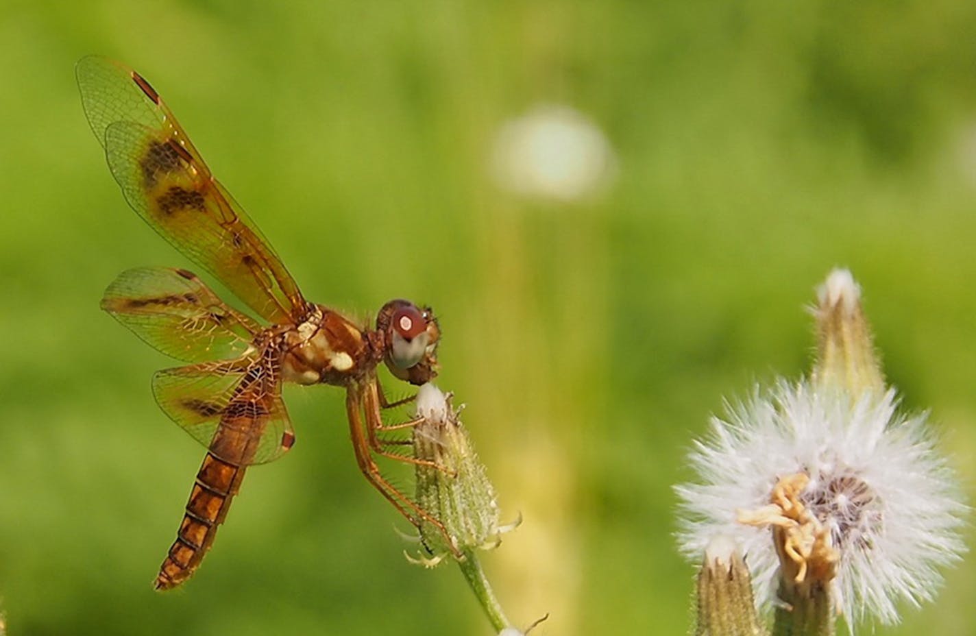 Eastern amberwing