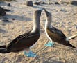Mating ritual of Blue-footed Booby pair, on North Seymour Island
My name to appear in print is simply Jeanne Baumann, and I live in St. Paul. My landl
